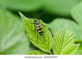 Attēlu rezultāti vaicājumam “Leptura quadrifasciata”