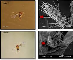 Attēlu rezultāti vaicājumam “Comatricha fragilis stalked”