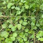 Attēlu rezultāti vaicājumam “Hydrocotyle vulgaris leaf”