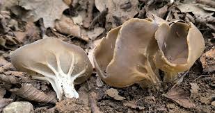 Attēlu rezultāti vaicājumam “Helvella acetabulum”