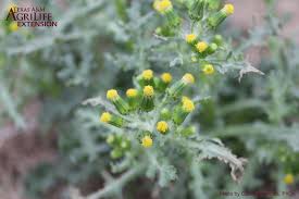 Attēlu rezultāti vaicājumam “Senecio vulgaris leaf”