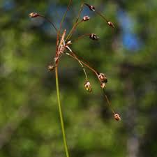 Attēlu rezultāti vaicājumam “Luzula pilosa bud”