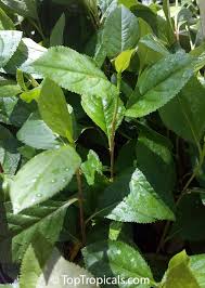 Attēlu rezultāti vaicājumam “Aronia melanocarpa leaf”