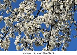 Attēlu rezultāti vaicājumam “Prunus cerasifera var. divaricata bud”