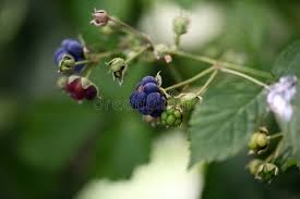 Attēlu rezultāti vaicājumam “Rubus caesius fruit”
