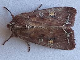 Attēlu rezultāti vaicājumam “Lacanobia oleracea”