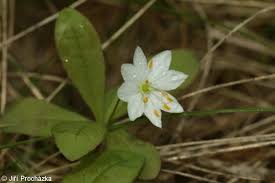 Attēlu rezultāti vaicājumam “Trientalis europaea fruit”