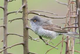 Attēlu rezultāti vaicājumam “Sylvia nisoria”