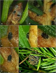 Attēlu rezultāti vaicājumam “Adelges laricis nymph”