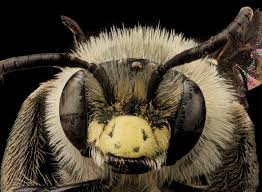 Attēlu rezultāti vaicājumam “Andrena”