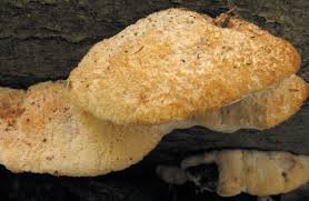 Attēlu rezultāti vaicājumam “Aurantiporus fissilis”