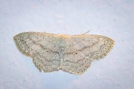 Attēlu rezultāti vaicājumam “Cabera exanthemata male”