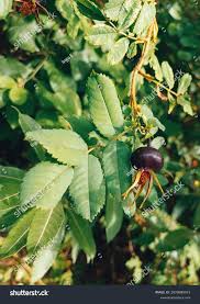 Attēlu rezultāti vaicājumam “Rosa majalis fruit”