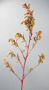 Attēlu rezultāti vaicājumam “Atriplex calotheca flower”