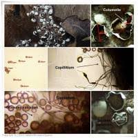 Attēlu rezultāti vaicājumam “Diderma globosum macro”