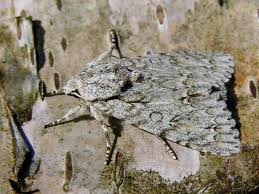 Attēlu rezultāti vaicājumam “Acronicta aceris”