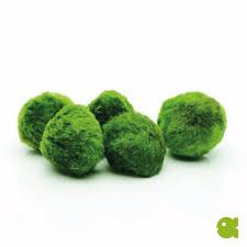 Imagini pentru Cladophora aegagropila