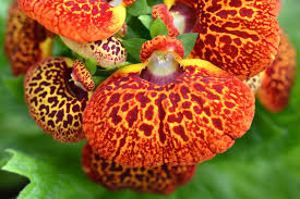 Image result for Calceolaria