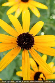 Image result for Rudbeckia Paradisio