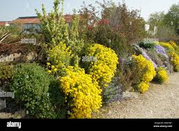 Image result for Alyssum saxatile