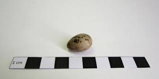 Attēlu rezultāti vaicājumam “Emberiza schoeniclus eggs”