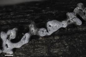 Attēlu rezultāti vaicājumam “Dianema depressum spores”