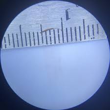 Attēlu rezultāti vaicājumam “Stemonitopsis gracilis stalked”