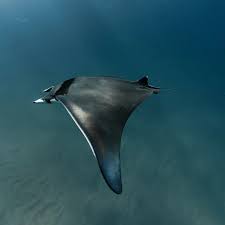 Image result for Mobula thurstoni