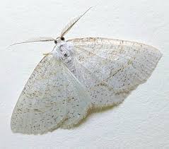 Attēlu rezultāti vaicājumam “Cabera pusaria female”