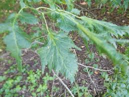 Attēlu rezultāti vaicājumam “Tilia platyphyllos Laciniata”