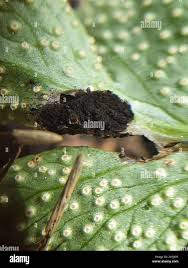 Attēlu rezultāti vaicājumam “Urocystis anemones spores”