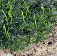 Attēlu rezultāti vaicājumam “Phaeoceros laevis subsp. carolinianus”