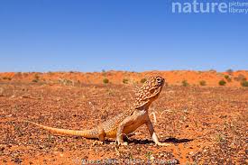 Image result for Central Weald Dragons