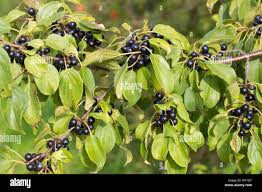 Attēlu rezultāti vaicājumam “Rhamnus cathartica fruit”