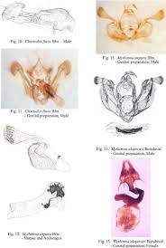Attēlu rezultāti vaicājumam “Chortodes fluxa”