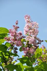 Attēlu rezultāti vaicājumam “Betula pendula flower”