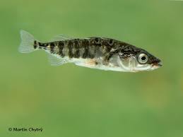 Attēlu rezultāti vaicājumam “Gasterosteus aculeatus”