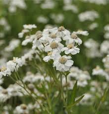 Image result for Achillea Ptarmica