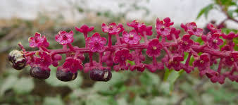 Attēlu rezultāti vaicājumam “Phytolaccaceae”