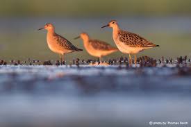 Attēlu rezultāti vaicājumam “Philomachus pugnax adult”