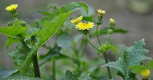 Attēlu rezultāti vaicājumam “Sonchus oleraceus bud”