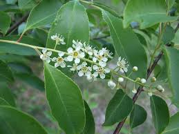 Attēlu rezultāti vaicājumam “Padus avium”