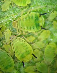 Attēlu rezultāti vaicājumam “Aphis farinosa”