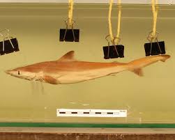 Image result for Carcharhinus isodon