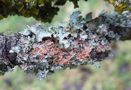 Attēlu rezultāti vaicājumam “Erythricium aurantiacum”