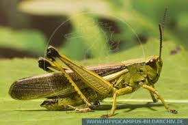 Attēlu rezultāti vaicājumam “Stethophyma grossum”