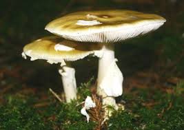 Attēlu rezultāti vaicājumam “Amanita phalloides”