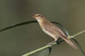 Image result for Acrocephalus arundinaceus