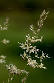 Attēlu rezultāti vaicājumam “Corynephorus canescens leaf”