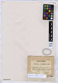 Attēlu rezultāti vaicājumam “Arthonia vinosa”